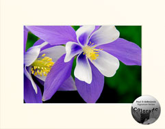 Paul D. deBerjeois Matted Print